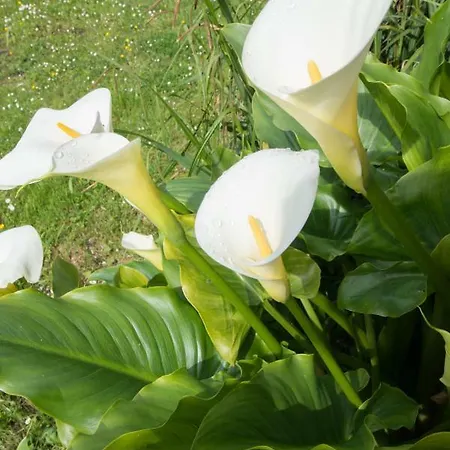 Candiles بيت للعطل *